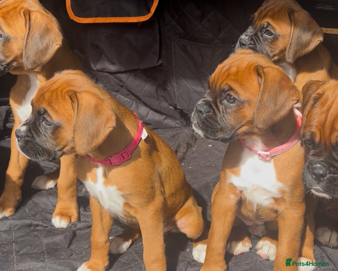 Boxer dogs for sale: Longtail girl  - ONLY 2girls remaining! KC heartscore 0, CHAMPlines - Image 7