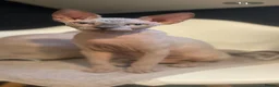 Sphynx cats for sale: ⭐ Exceptional Sphynx European Champion Bloodlines - Advert 7