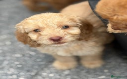 Cockapoo dogs for sale: Adorable cockapoos - Image 3