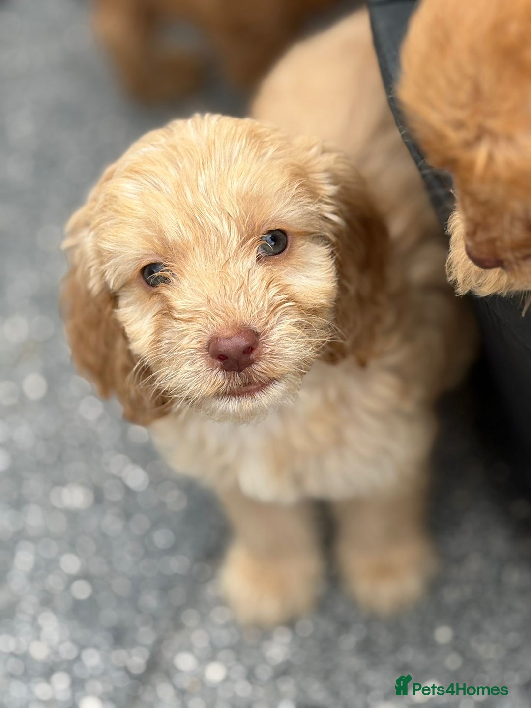 Cockapoo dogs for sale: Adorable cockapoos - Image 3