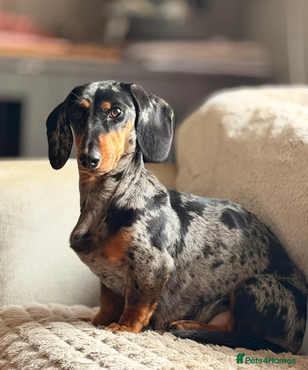Dachshund dogs for sale: Miniature dachshund puppies for sale  - Advert 9