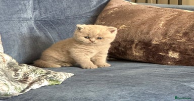 British Shorthair cats - Advert 8