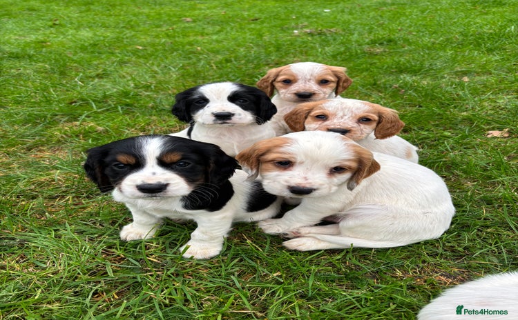 Sprocker dogs - Advert 9