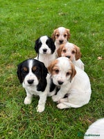 Sprocker dogs - Advert 6
