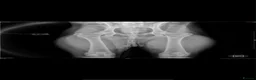 Belgian Shepherd Dog dogs for sale: Exceptional 3yrs Belgian Malinois - Clean X-Rays  - Advert 4