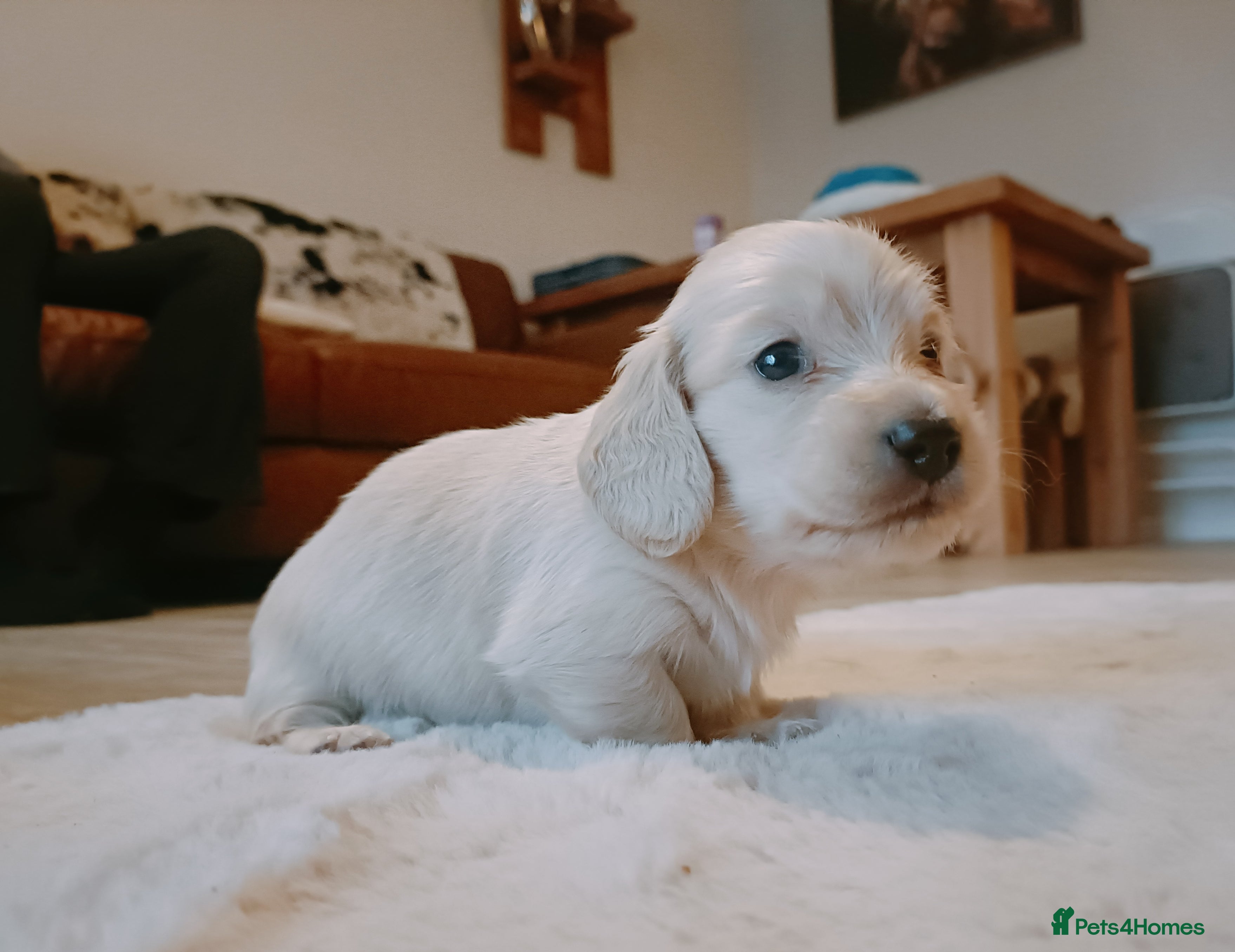 Miniature Dachshund dogs Remarkable mini Longcoat dachshund ETHICAL BREEDER - Advert 6