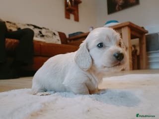 Miniature Dachshund dogs Remarkable mini Longcoat dachshund ETHICAL BREEDER - Advert 3