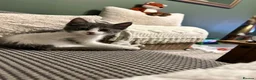 Mixed Breed cats for sale: Beautiful white & grey kitten ready to leave now  in Lowestoft - Advert 5