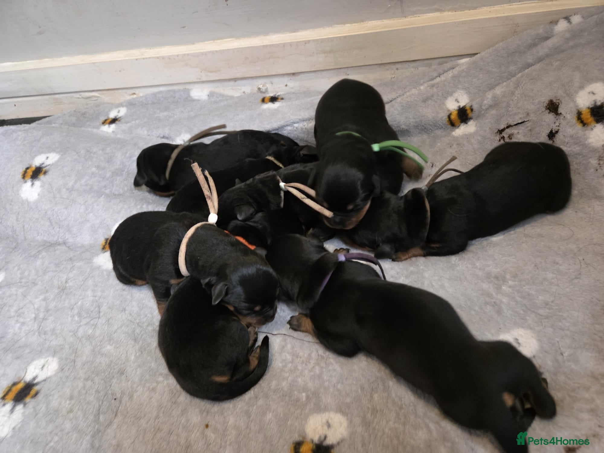 Rottweiler dogs for sale: Beautiful rottweiler puppies  - Advert 11