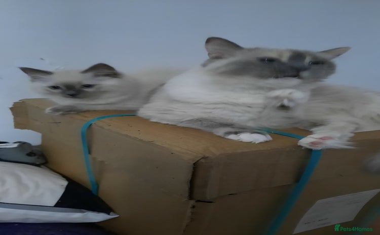 Ragdoll cats - Advert 6