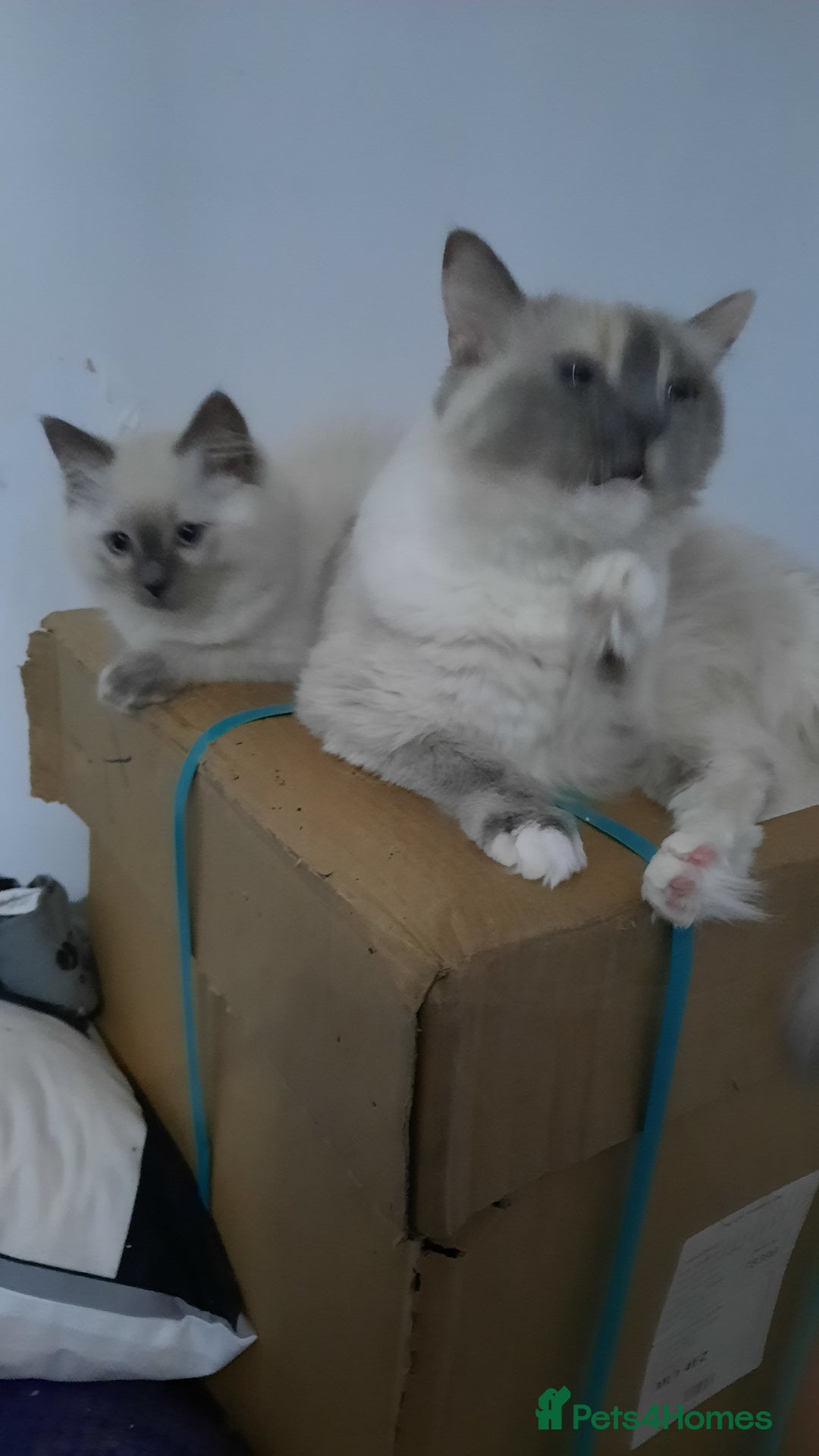 Ragdoll cats for sale:  Ragdoll Tortie - Advert 5