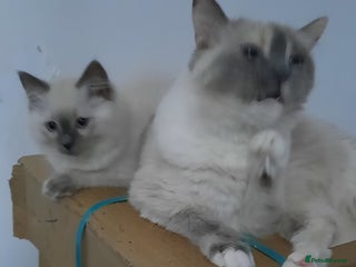 Ragdoll cats - Advert 1