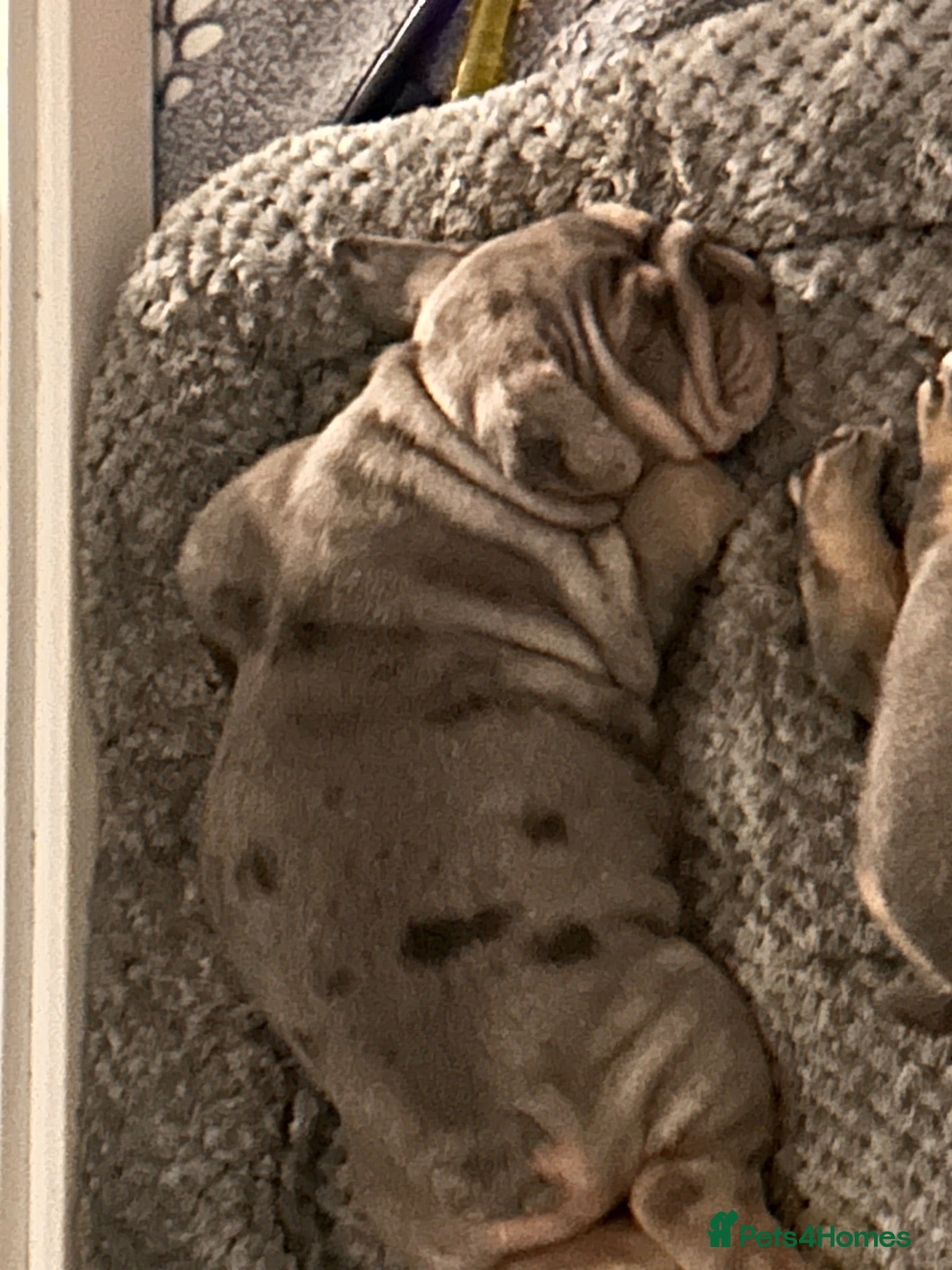 English Bulldog dogs Winnie’s amazing litter of 6 beautiful babies - Advert 2