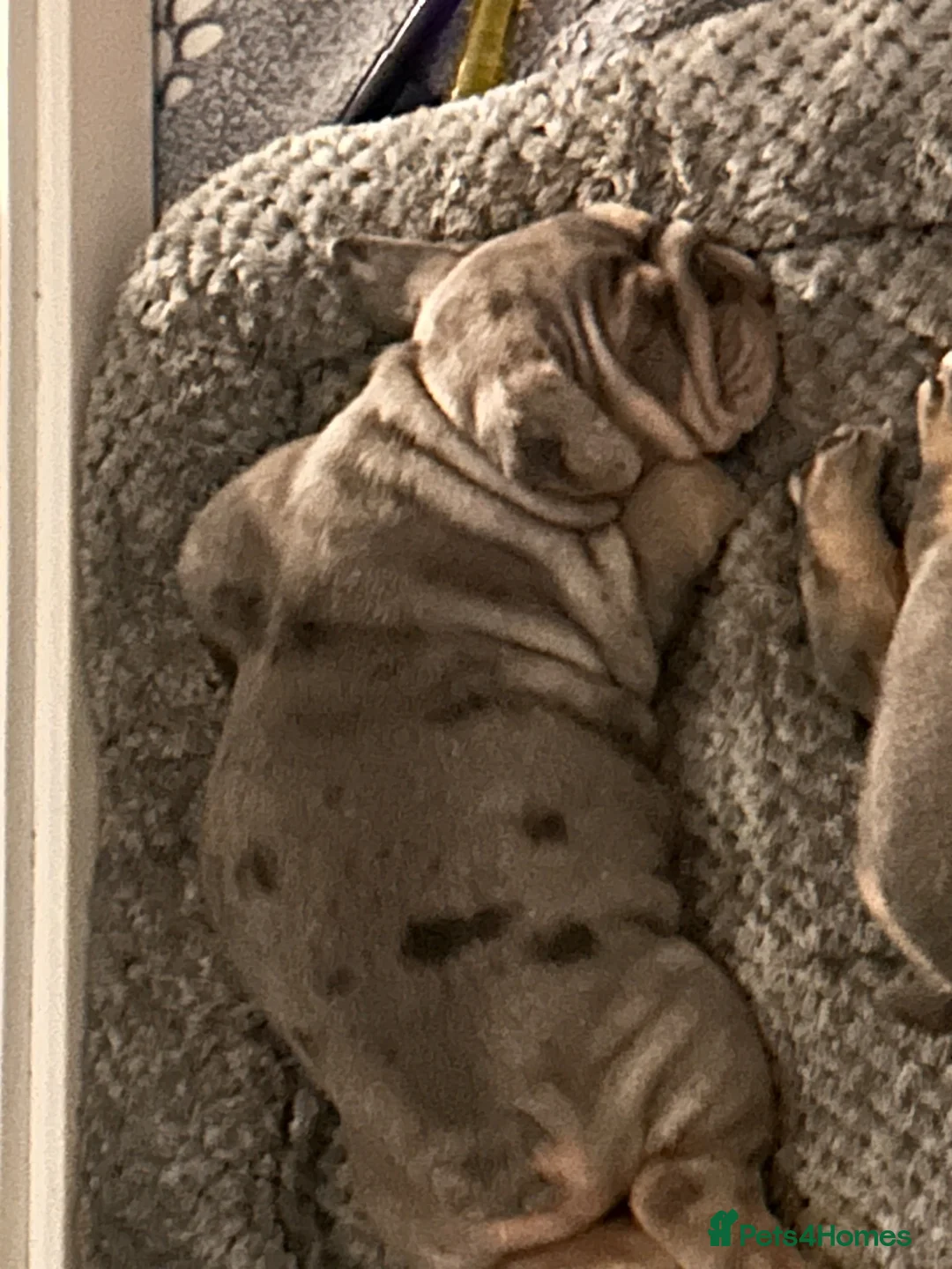 English Bulldog dogs for sale: Winnie’s amazing litter of 6 beautiful babies - Advert 2