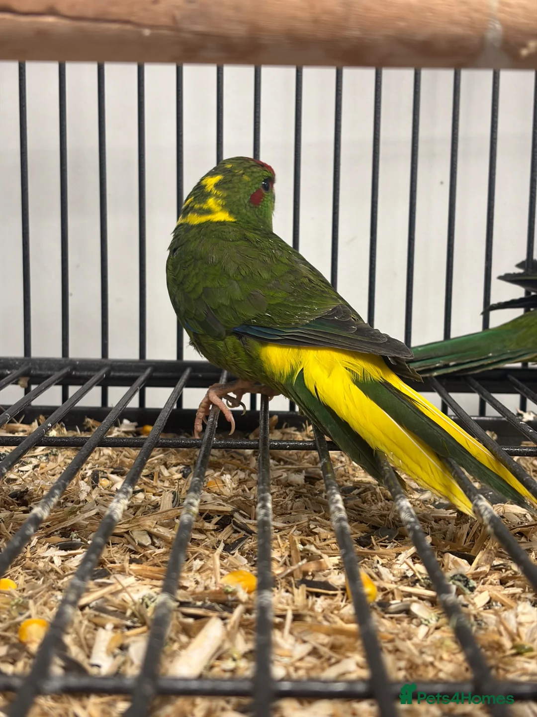 Parakeets birds for sale: Stunning Various Baby Green Kakarikis - Advert 2