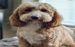 Australian Labradoodle dogs for sale: *waiting list* Australian labradoodles - Image 8