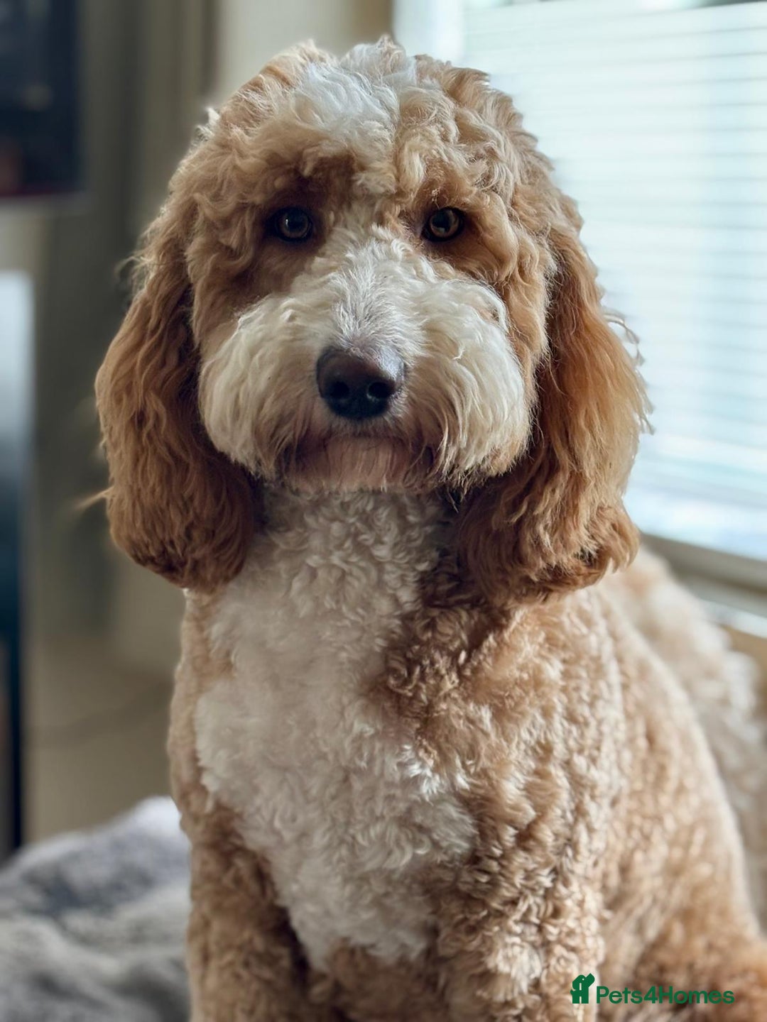 Australian Labradoodle dogs for sale: *waiting list* Australian labradoodles - Image 8