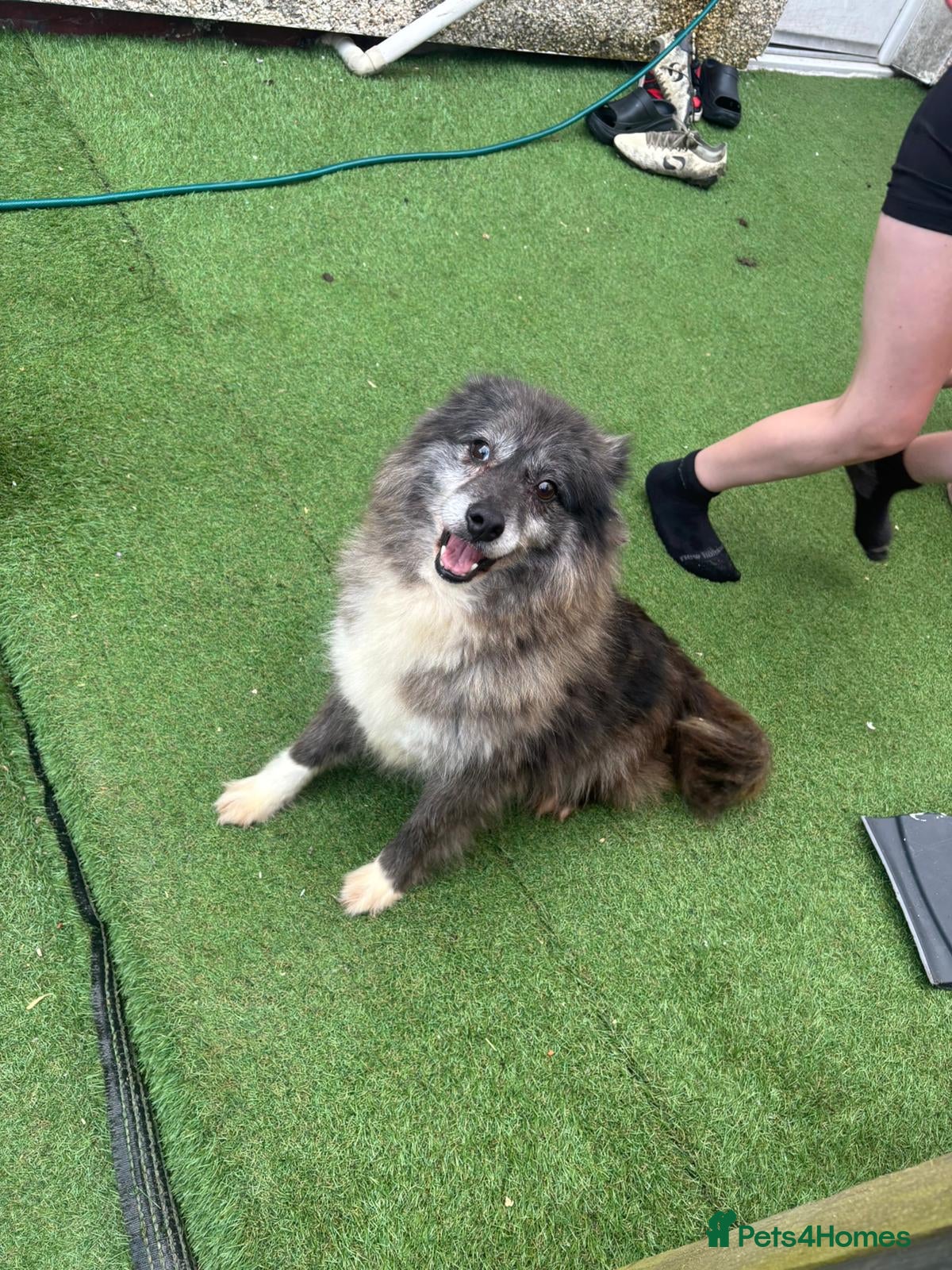 Pomsky dogs Pomsky girl  ( free ) - Advert 18