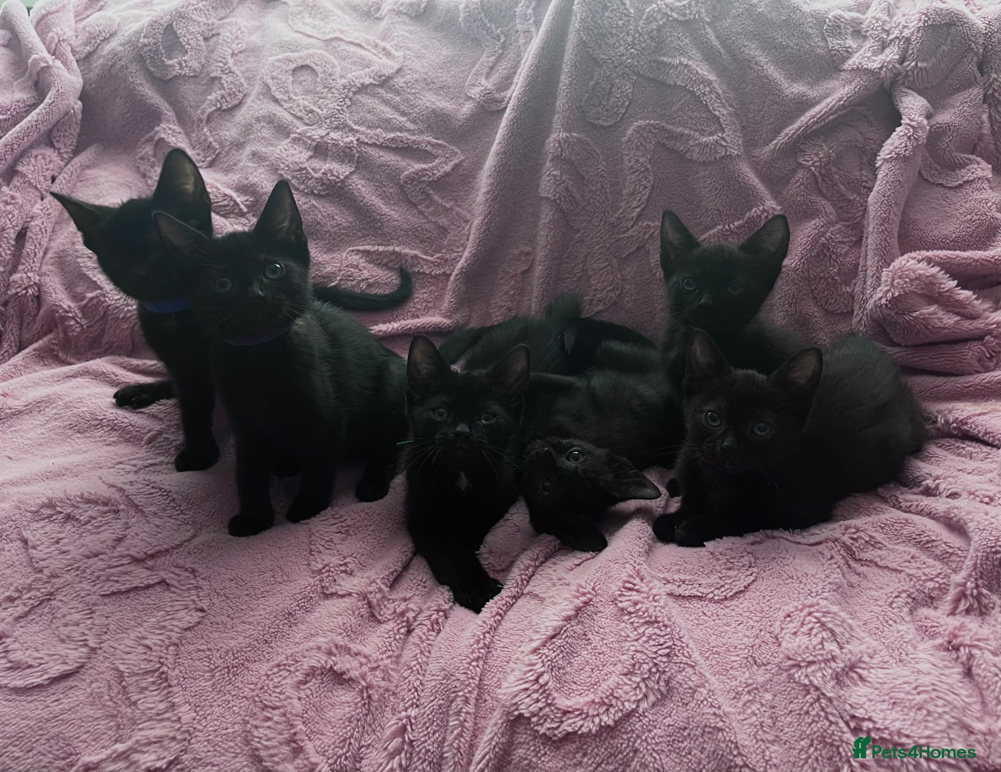 Mixed Breed cats 6 Black Kittens Ready to Leave! - Advert 1