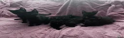 Mixed Breed cats for sale: 6 Black Kittens Ready to Leave! - Advert 1