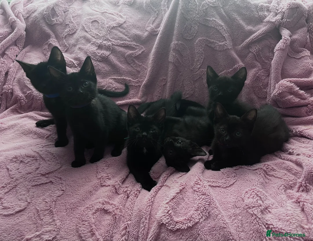 Mixed Breed cats for sale: 6 Black Kittens Ready to Leave! - Advert 1