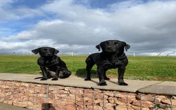 Labrador Retriever dogs for sale: Black Working Lab Puppies  - Image 6