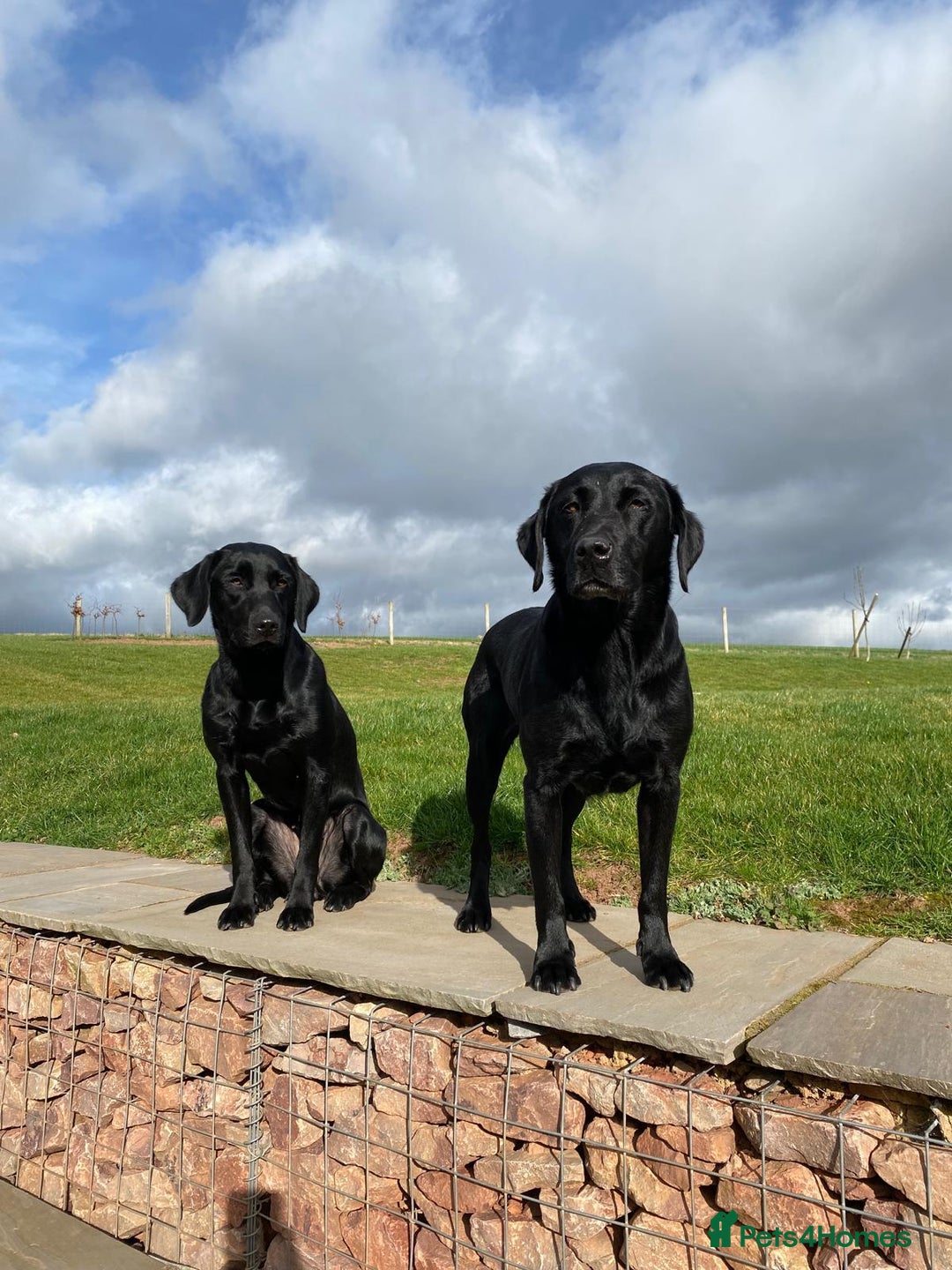 Labrador Retriever dogs for sale: Black Working Lab Puppies  - Image 6