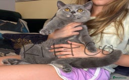 British Shorthair cats for sale: LAST 2 GCCF BSH Kittens – Ready NOW!! in Slough - Image 5
