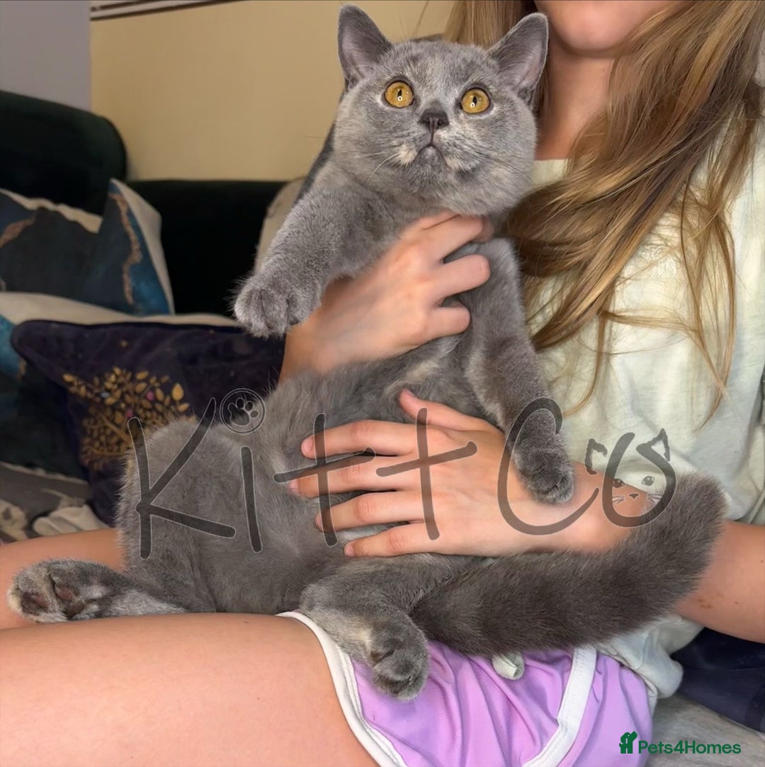 British Shorthair cats for sale: LAST 2 GCCF BSH Kittens – Ready NOW!! in Slough - Image 5