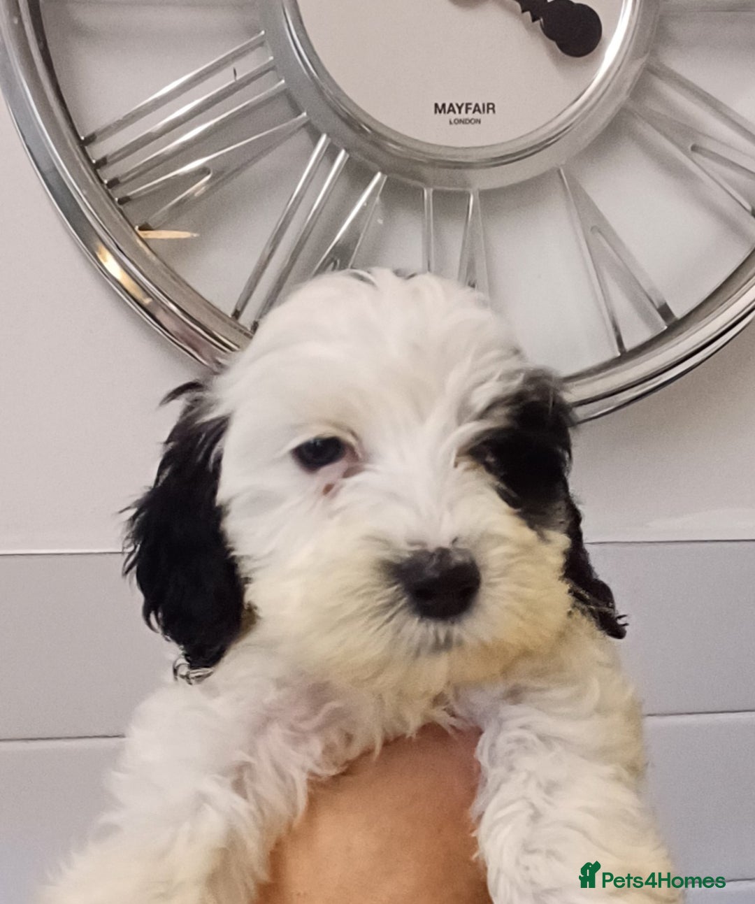 Cockapoo dogs for sale: COCKAPOOS F1b ready to go - Image 9