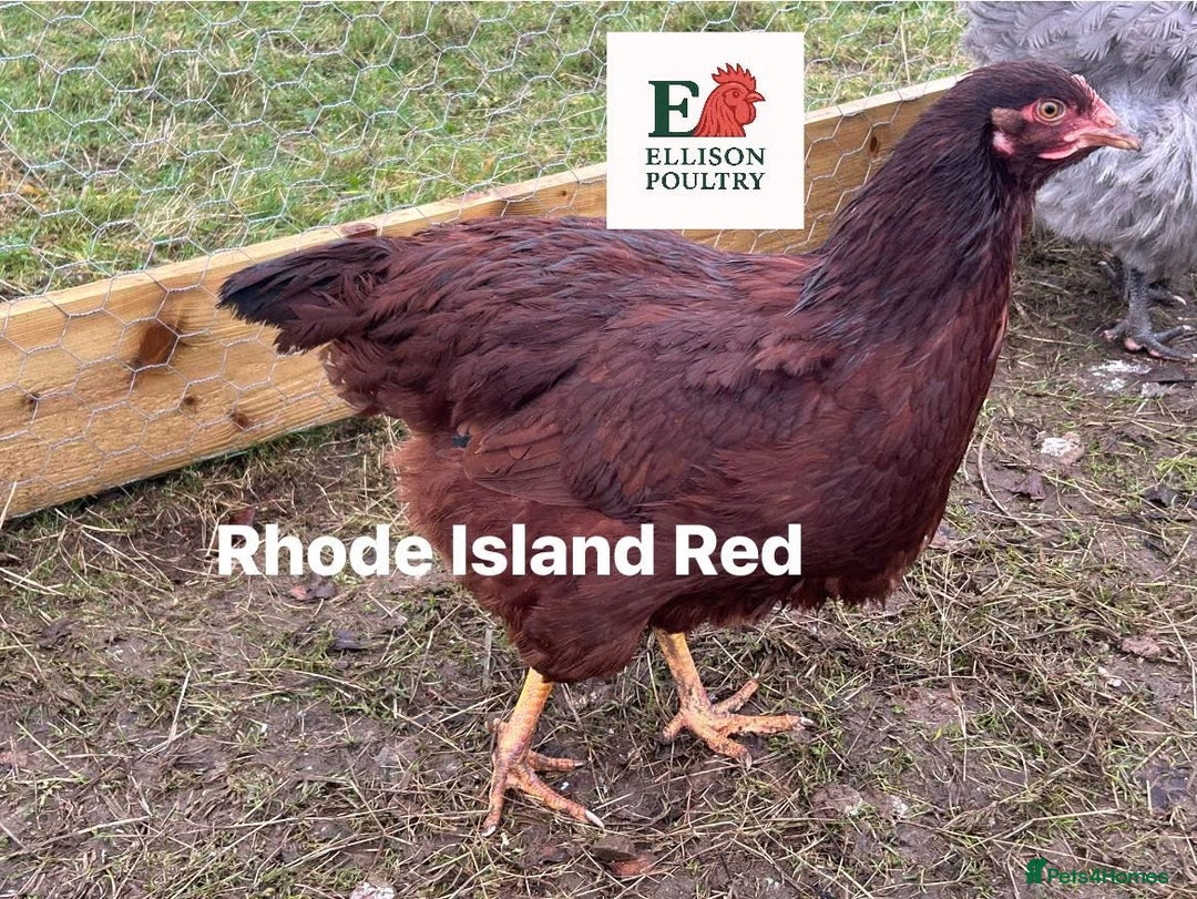 Chickens poultry for sale: Pure breed Chickens - Advert 3