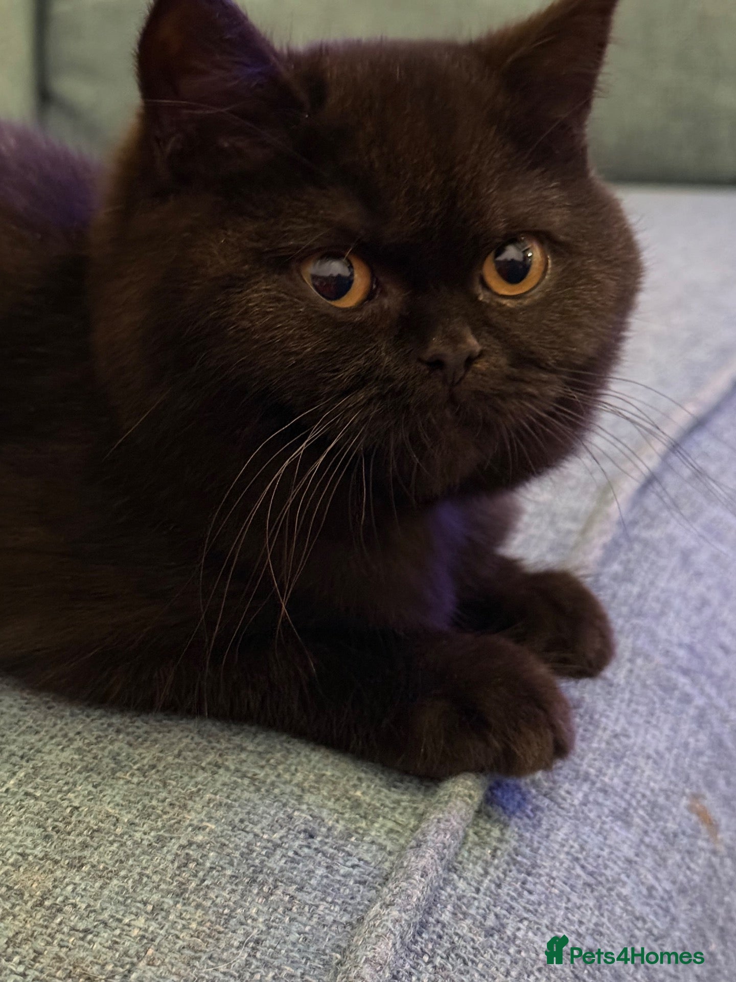 British Shorthair cats for sale: British shorthair - ready now  - Advert 1