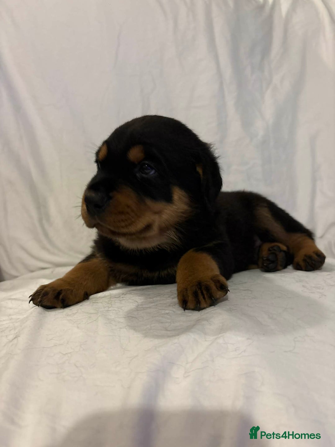 Rottweiler dogs for sale: Stunning Rottweiler puppies - Advert 23