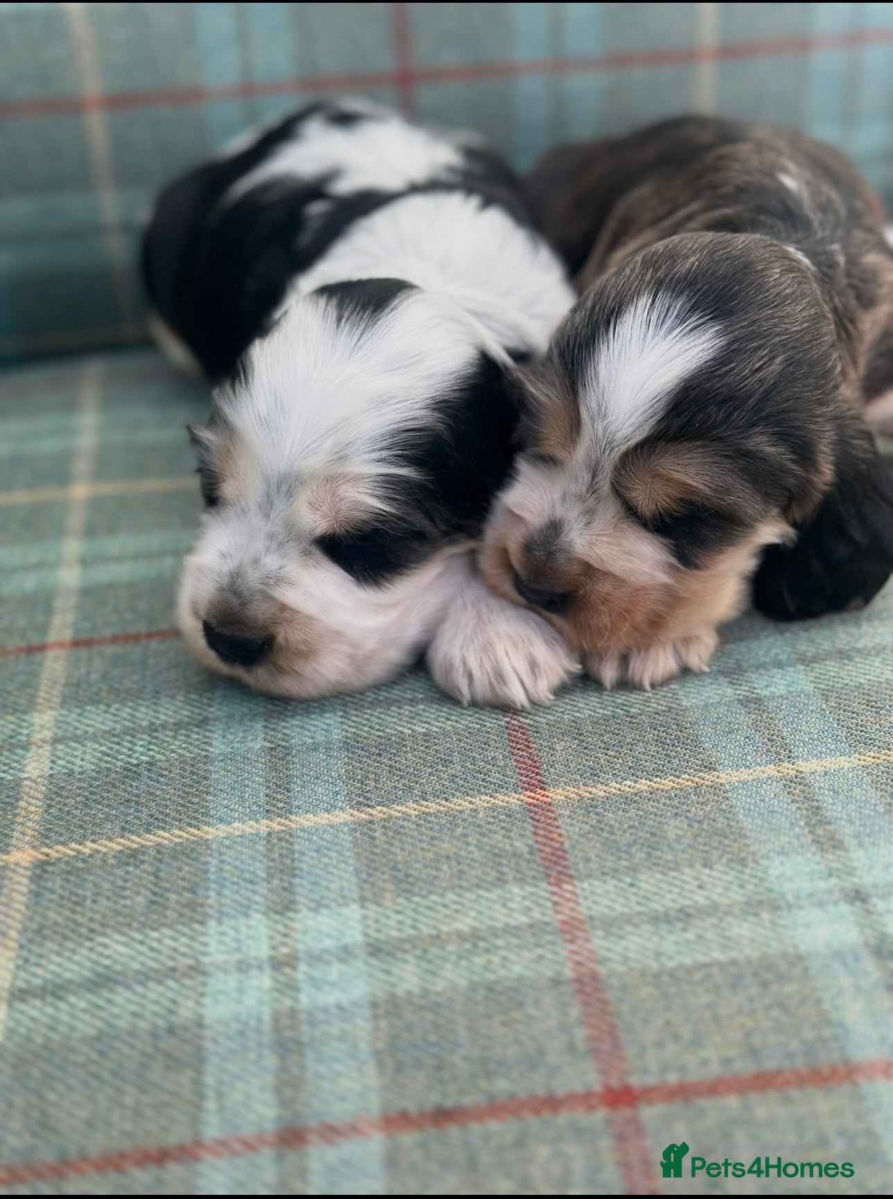 Cocker Spaniel dogs UPDATED Stunning KC Show type Cocker puppies  - Advert 5