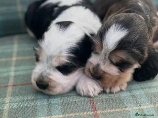 Cocker Spaniel dogs UPDATED Stunning KC Show type Cocker puppies - Advert 5