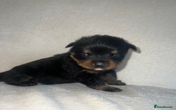 Rottweiler dogs for sale: Stunning Rottweiler puppies  - Image 12