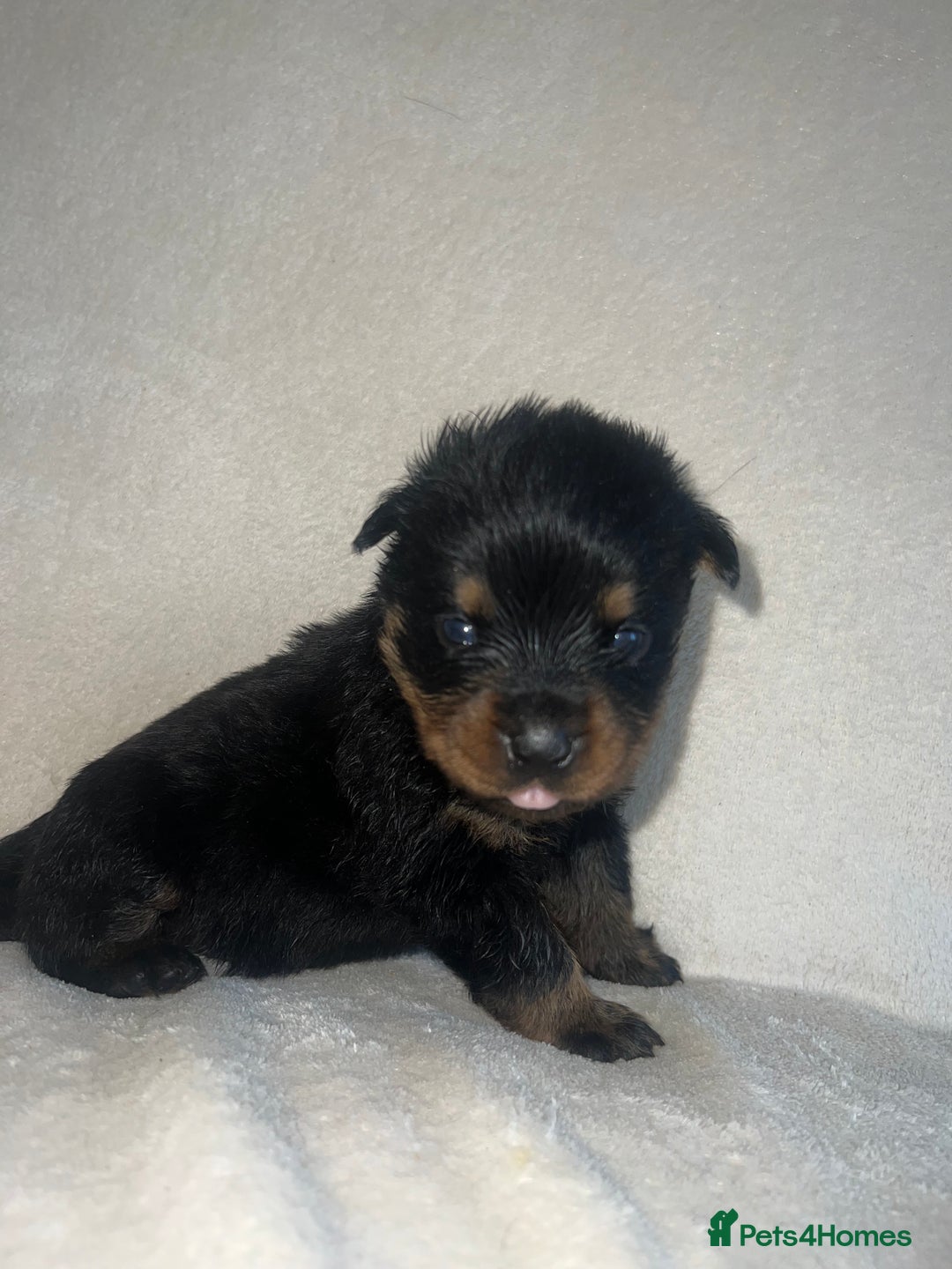 Rottweiler dogs for sale: Stunning Rottweiler puppies  - Image 12