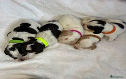Beagle dogs for sale: KC Registered & Health Tested Puppies - Image 13