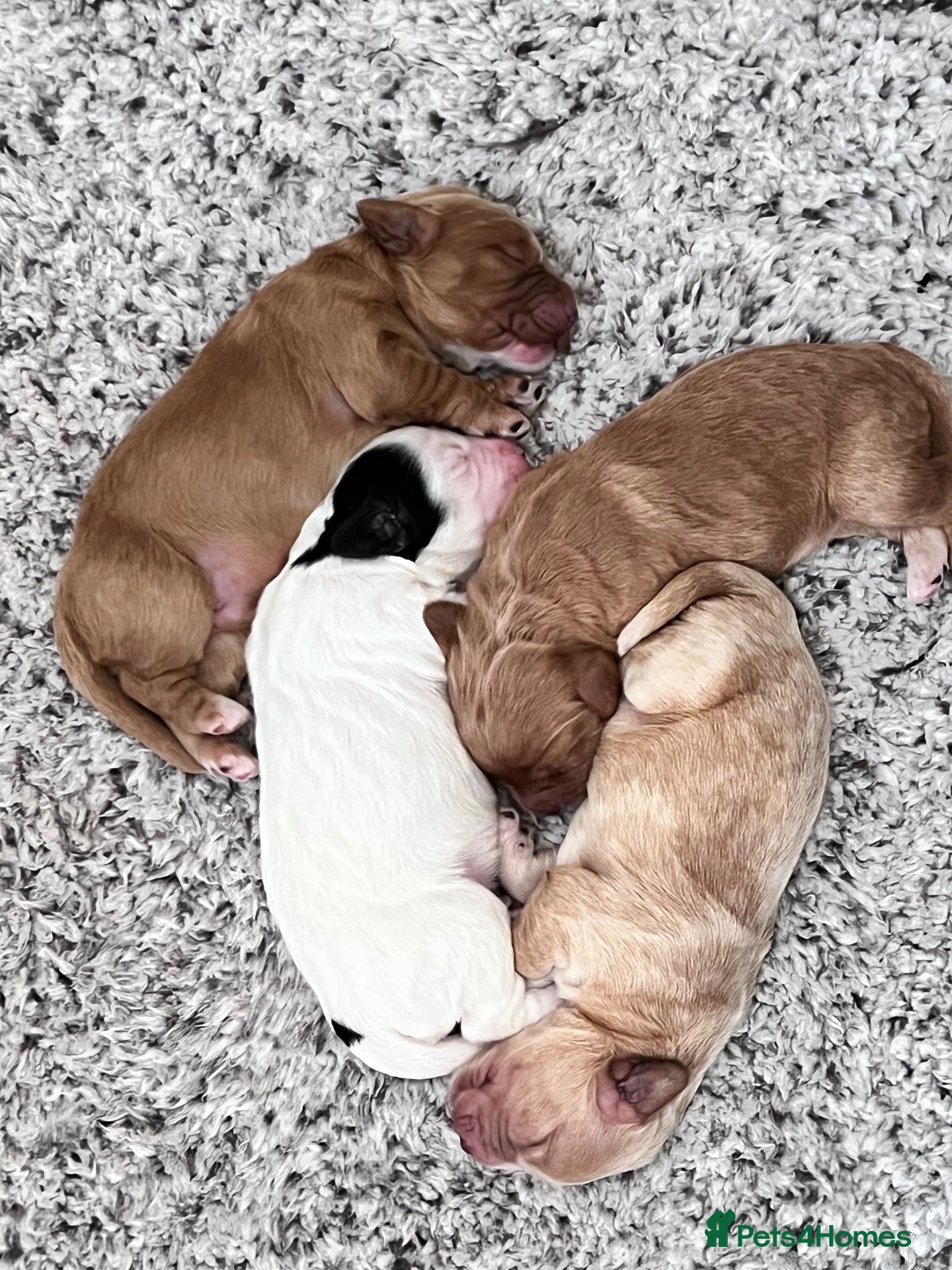 Cockapoo dogs Beautiful cockapoo puppies - 1 male & 3 females  - Advert 1