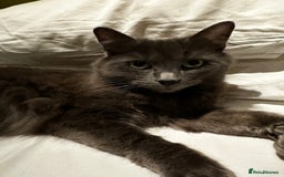 Russian Blue cats for sale: Sweet 4 Year Old Russian Blue Girl  - Image 16
