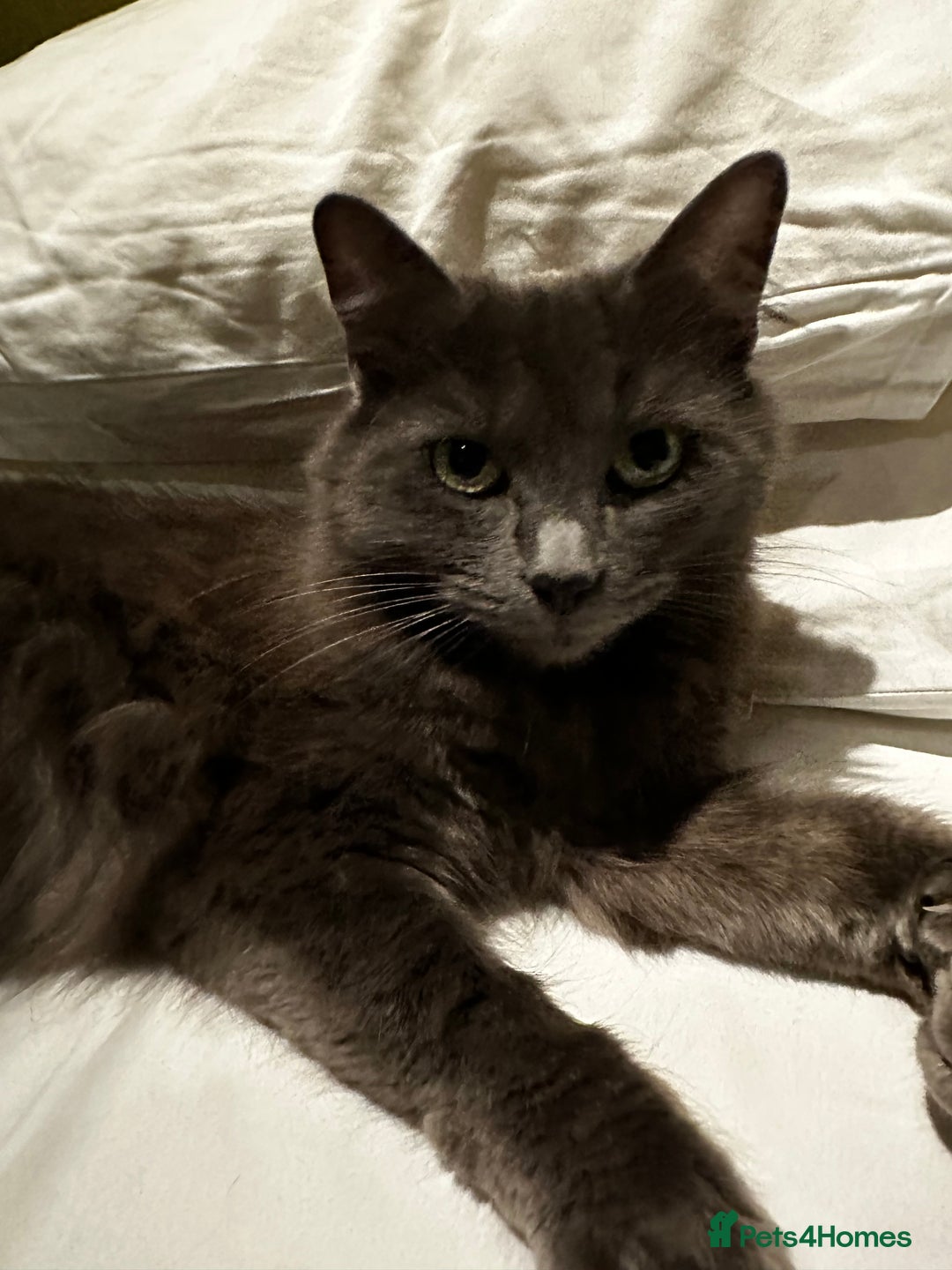Russian Blue cats for sale: Sweet 4 Year Old Russian Blue Girl  - Image 16