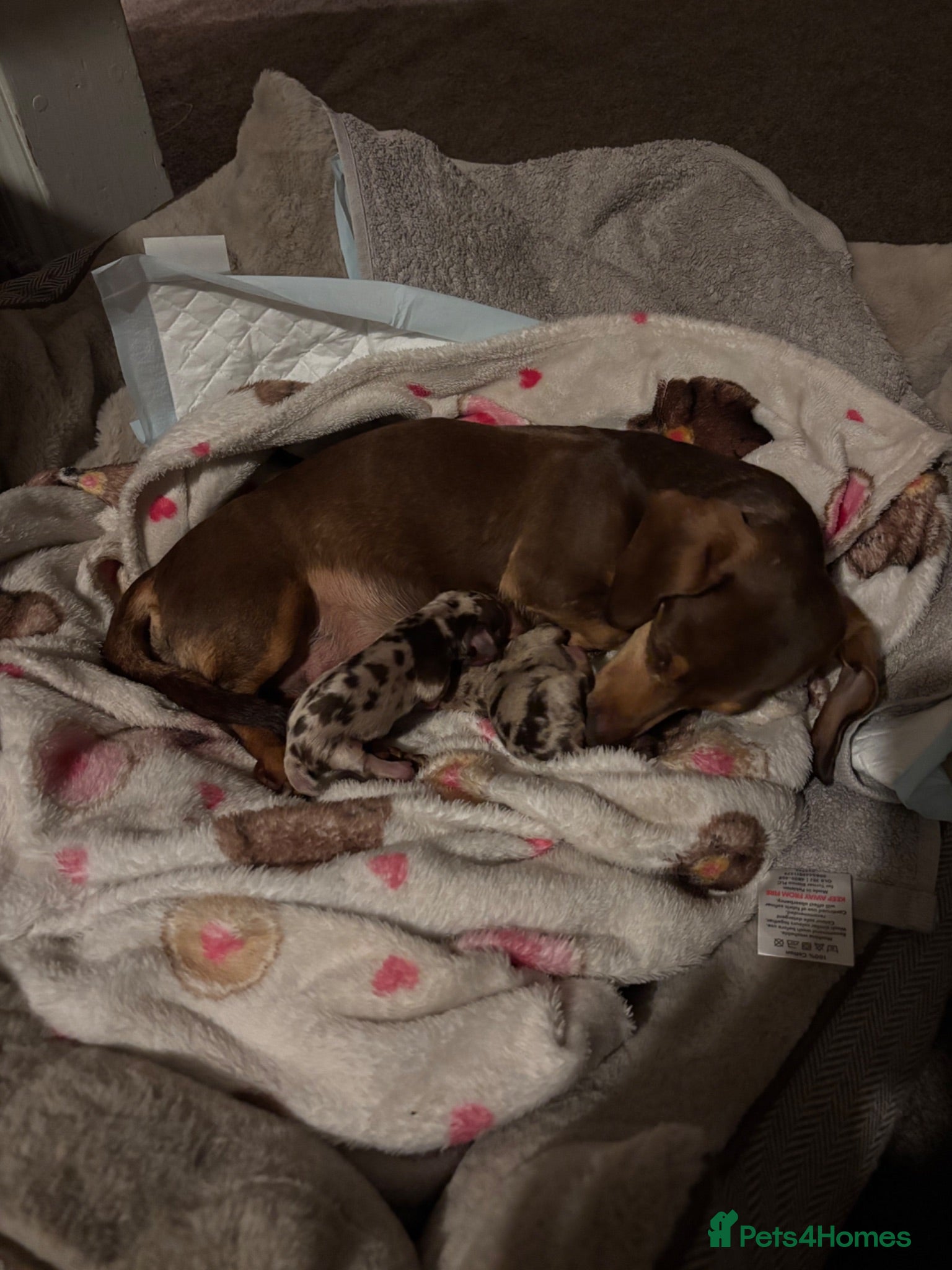 Dachshund dogs Miniature dachshund  - Advert 3