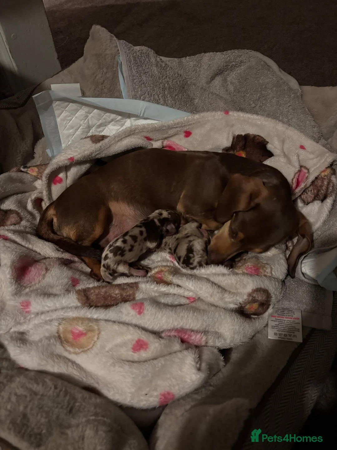 Dachshund dogs for sale: Miniature dachshund  - Advert 1