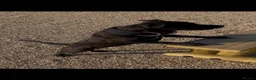 Staffordshire Bull Terrier dogs for sale: Staffordshire bull terrier full kc - Advert 3