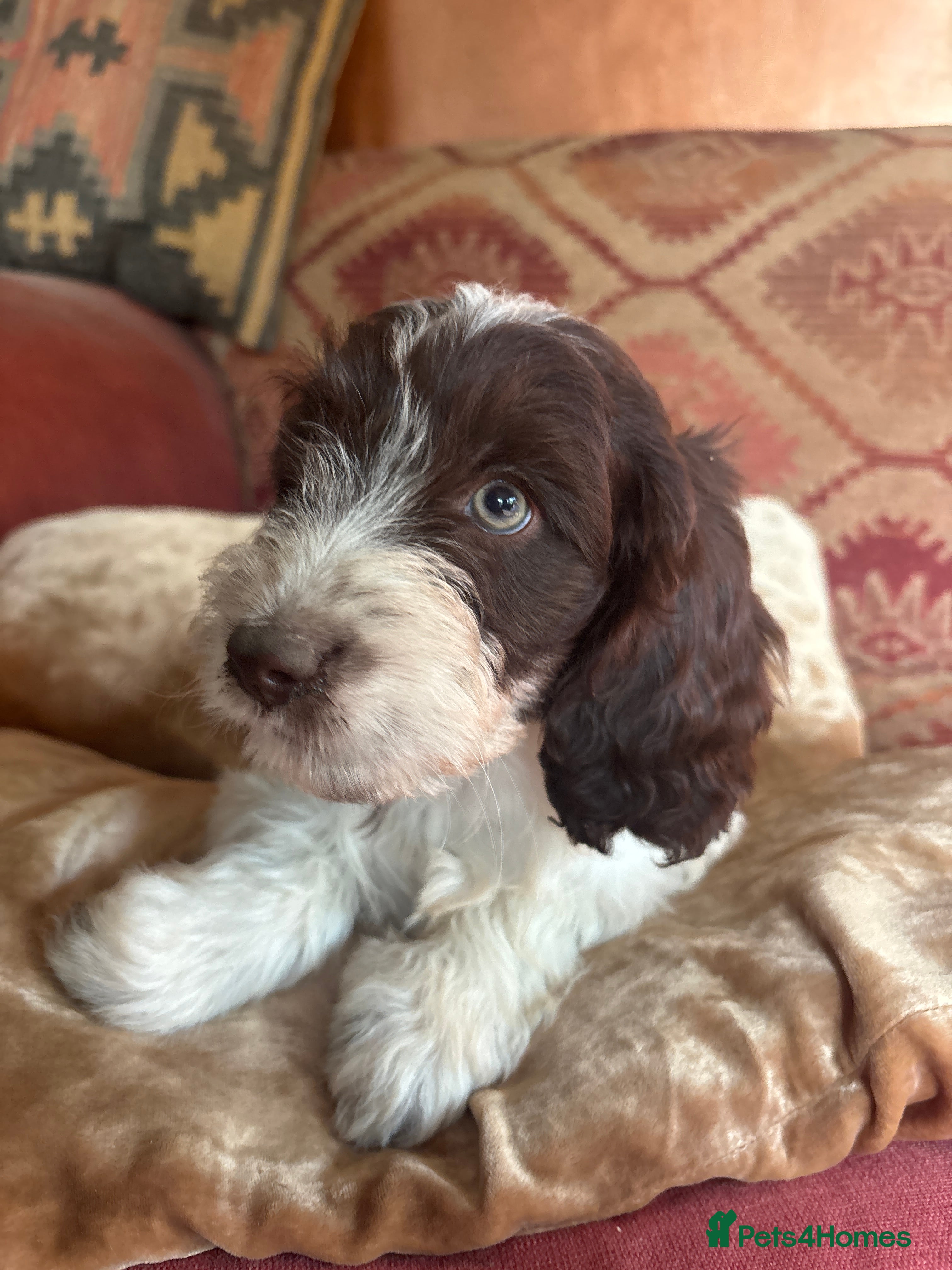 Cockapoo dogs 🩷💙Adorable small Cockapoo pups 🩷💙 - Advert 2