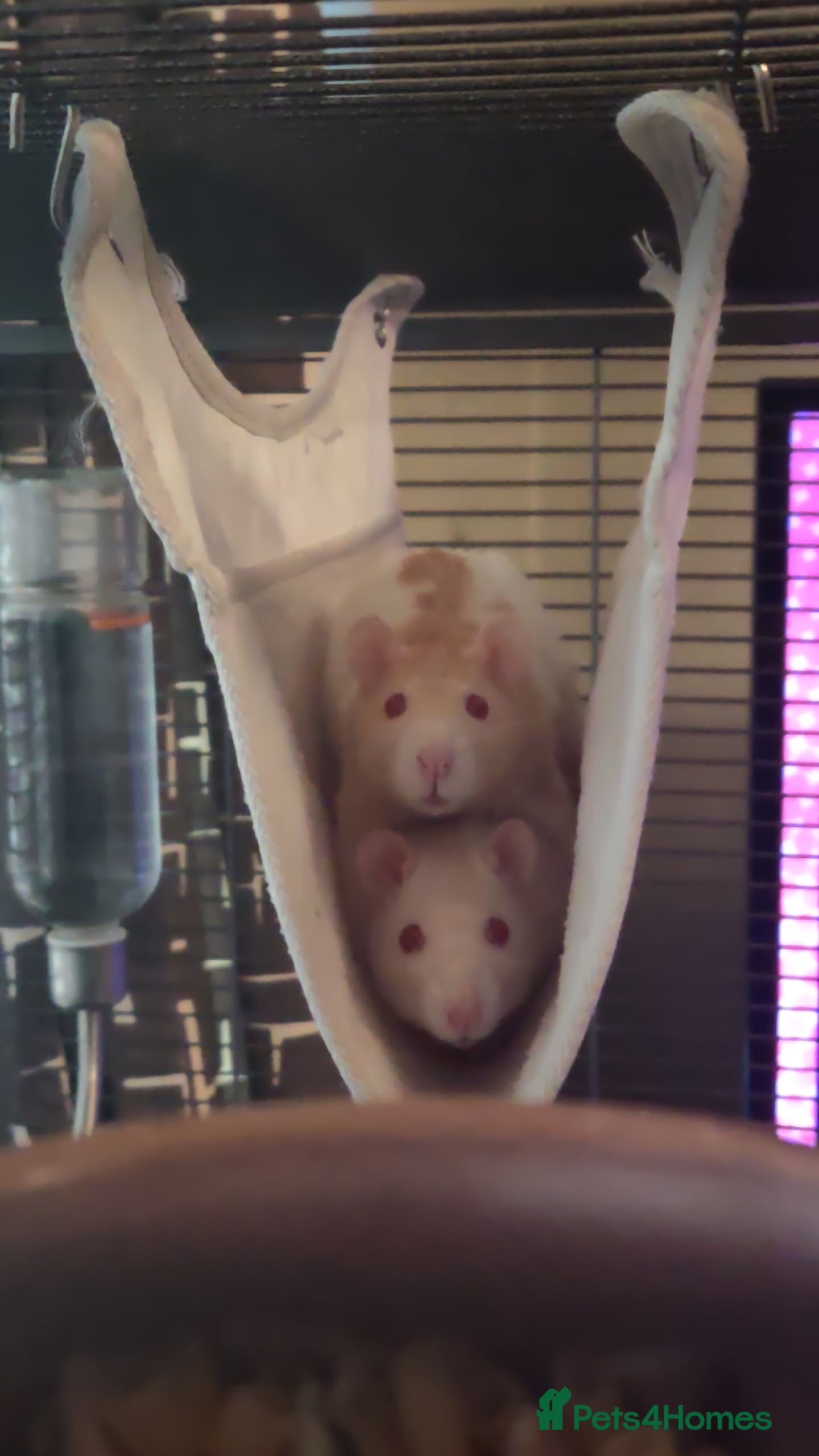 Rat rodents 2 Female rats (albino genes) - Advert 1