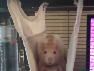 Rat rodents 2 Female rats (albino genes) - Advert 1