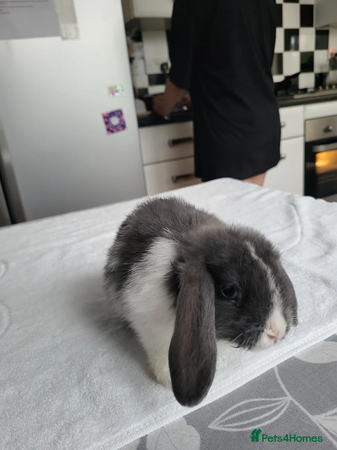 Mini Lop rabbits for sale: Beautiful Mini lop looking good a home . - Advert 1