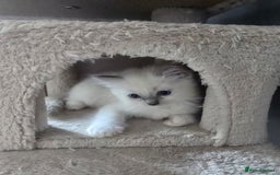 Ragdoll cats for sale: 3 KITTENS 🐱 RAGDOLL🐾  🌸🌿 Blue Point Silky💫🐾* - Image 11