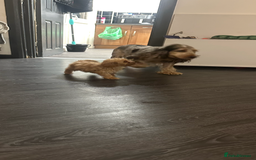 Cockapoo dogs for sale: Adorable Cockpoo looking for his forever home - Image 9